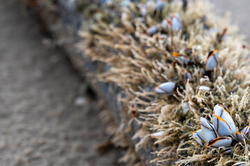 The shell named goose barnacles or gooseneck barnacle Lepas anserifera Linnea is commonly seen at the surface of driftwood on the seashore of pacific ocean area.
