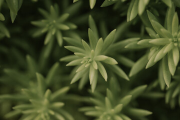Succulent plant corsican stonecrop, sedum reflexum