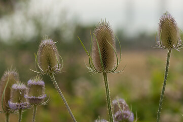 Dipsacus (teasel, teazel, teazle) partly in bloom and growing in a field