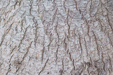 bark of Beaucarnea recurvata tree