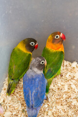 A cage of cute parrots for sale in the flower and bird market