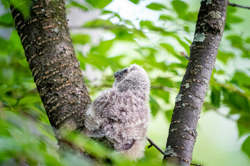 北海道の初夏、初挑戦の木登り、トラフズクのヒナ。
