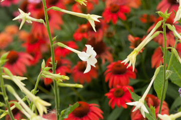 white Nicotiana blossoms and a field of out of focus coneflowers