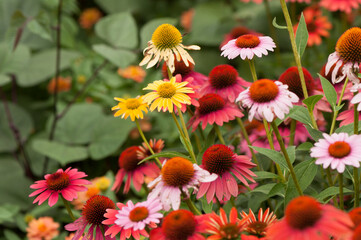 colorful coneflowers
