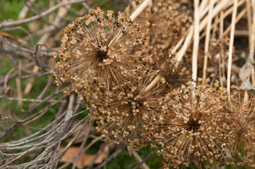 allium flower seed heads on the ground