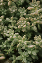 Succulent Pachyphytum oviferum in botanical Queen Sirikit Garden in Chiang Mai province