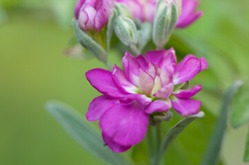 Fototapeta premium Matthiola incana or common stock close up