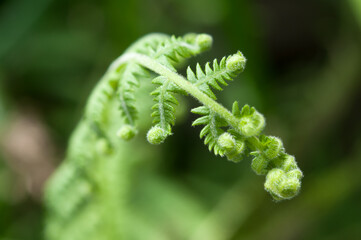 close up of fern leaf