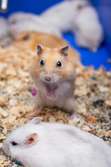 Cute little hamsters for sale at the flower and bird market