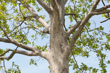 Platanus × acerifolia or London plane tree on a light blue sky
