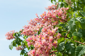 horse chestnut tree blossoms on a blue sky