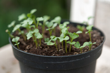 seedlings in a pot