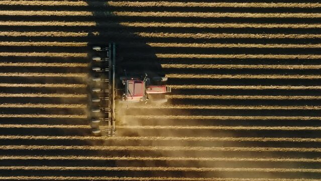 Aerial footage of agricultural machinery working in the field, top view. Combine harvester harvest grain crop by cutting wheat on a sunny day. High quality 4k footage
