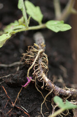 tomato seedling roots close up