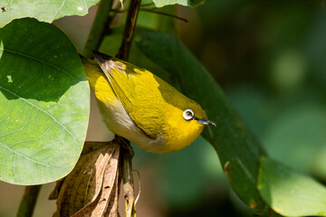 Indian or oriental white eye on a tree