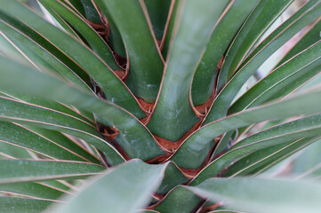 Fototapeta premium aloe vera plant (agave) close up