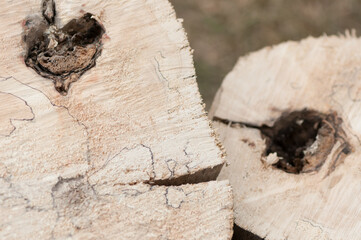 pine tree stumps close up