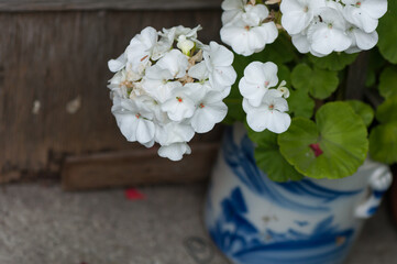 white geranium in a blue earthenware planter
