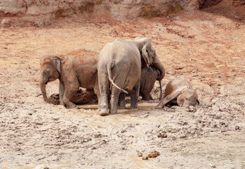 A group of Asian elephants including a calf are spotted bathing themselves in mud in Sri Lanka.