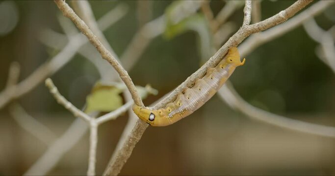 Caterpillar of army green hawk moth, Daphnis nerii, moving, crawling wobbling, and creeping on gardenia branch. Study movement to develop soft body robot or endoscopes technology to support people.