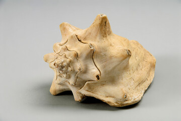 Fototapeta na wymiar conch shell, sea snail fossil, prehistory shell isolated on gray background