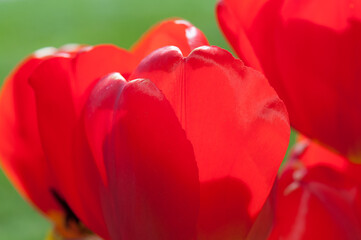 red tulips close up