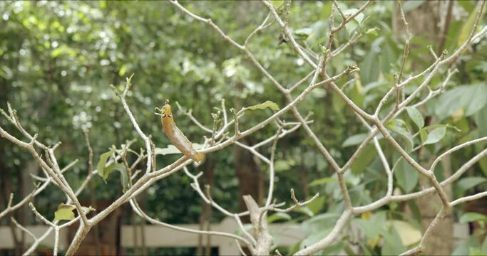 Leafless branch of house gardenia plant attacked by caterpillar of army green hawk moth, Daphnis nerii. Fertilizer product for leaf growth, garden care concept, bug control concept.