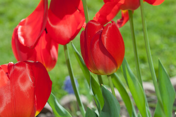 Fototapeta premium red tulips in the garden