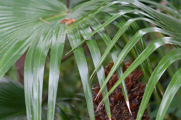 close up of palm leaves