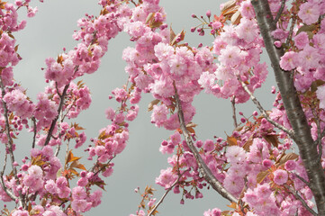 pink blossoms on a gray sky
