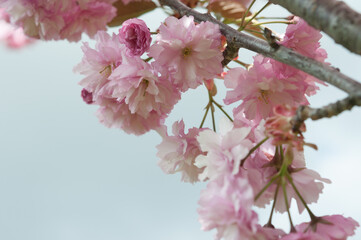 pink tree blossoms in spring