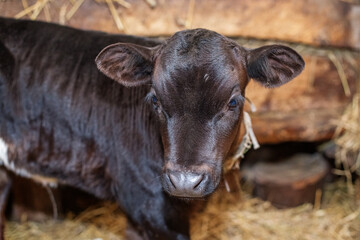 Young brown calf on a dairy farm. Newborn cow. Barn with hay.