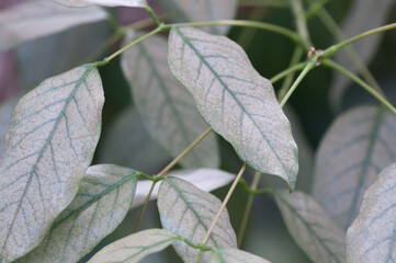 silvery green leaves background