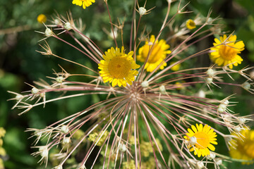yellow flowers on an allium flower seed head
