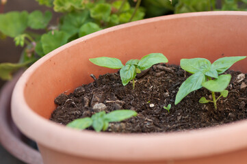 basil seedling in a pot
