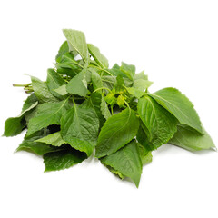 Cumin leaves on white background.