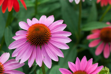 Obraz premium pink echinacea blossom close up