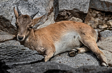 Young east caucasian tur on the stone. Latin name - Capra cylindricornis