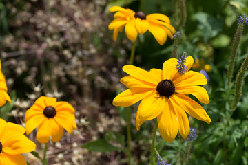 yellow flowers in the garden