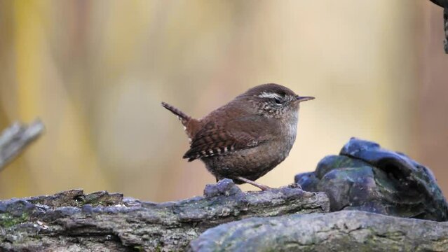 A young Eurasian Wren or Troglodytes Troglodytes sitting on a thick branch of the tree. With its short tail held erect. Russet brown above and paler below. Closeup of wild bird in a natural habitat.