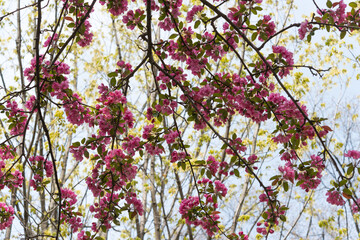 deep pink crab apple tree blossoms