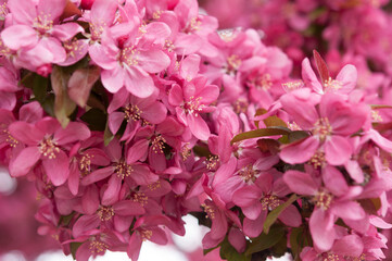 deep pink crab apple tree blossoms close up