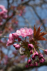 pink blossoms with young leaves