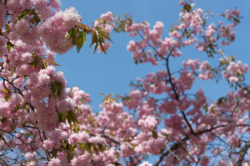 pink cherry blossoms in spring (blue sky)