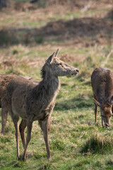 Photo of a female red deer in Richmond Park, UK during spring time. Animal in nature.