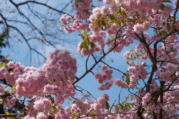 pink cherry blossoms in spring - view from below