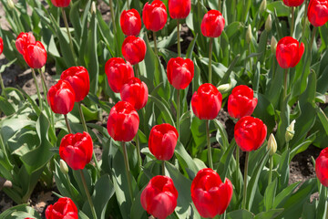Obraz premium field of red tulips in the garden