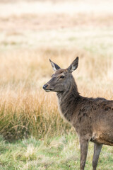 Photo of a female red deer in Richmond Park, UK during spring time. Animal in nature.