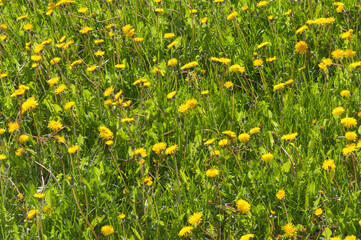 field of dandelions