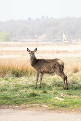 Photo of a female red deer in Richmond Park, UK during spring time. Animal in nature.